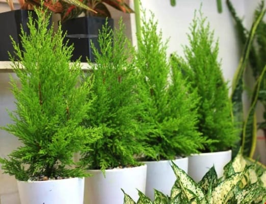 Nguồn gốc của cây Tùng Thơm, đặc điểm, công dụng, và ý nghĩa 3 cay tung thom